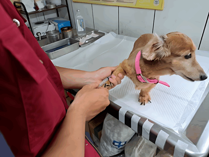 飼主應定期帶犬貓進行健康檢查與預防注射