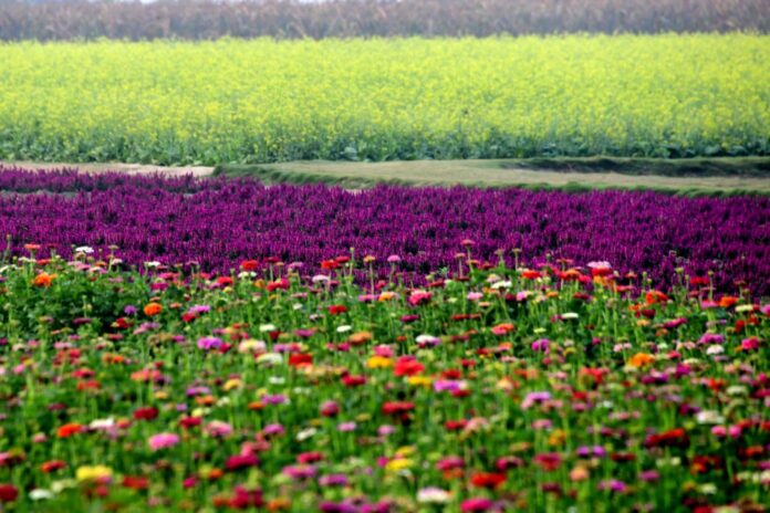 01-學甲蜀葵花文化節01(學甲區公所提供)_0